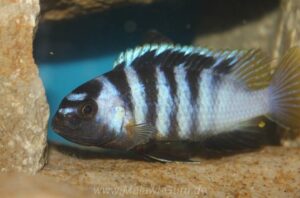 Tropheops microstoma